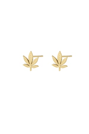 canna bliss studs h5 