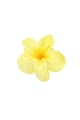 Giallo Immagine5