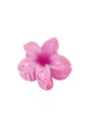 Rosa Immagine2