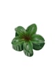 Verde Immagine7