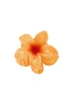 arancia Immagine6