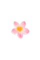 Babyrosa Bild4