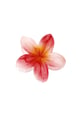 Rosso Immagine6