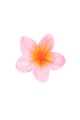 Rosa baby Immagine3