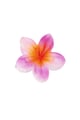 Rosa Immagine4