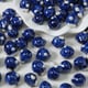 Royal Blue Pufferfish Picture4