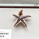Brauner Seestern 9*8,5cm 