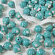 Blue-green pufferfish Picture5
