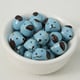 Blue Dog Picture5
