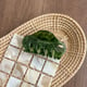 Green Picture3